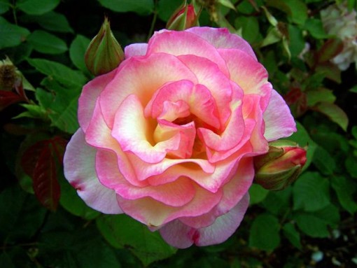 Floribunda Rose 'Angela Rose Taylor' (Rosa)