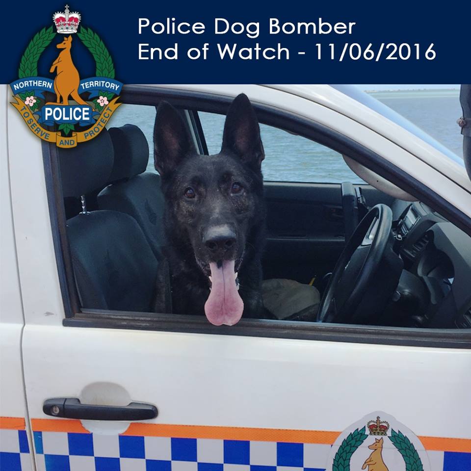 Police Dog BOMBER - NTPOL - Died 11 June 2016