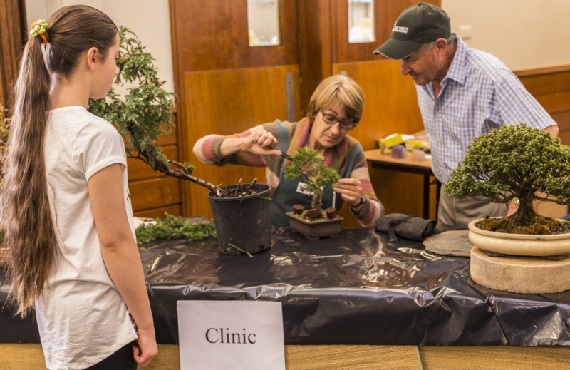 Sue - demonstrating one of her skills with the bonsai