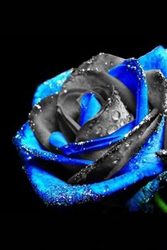 Thin Blue Line Rose